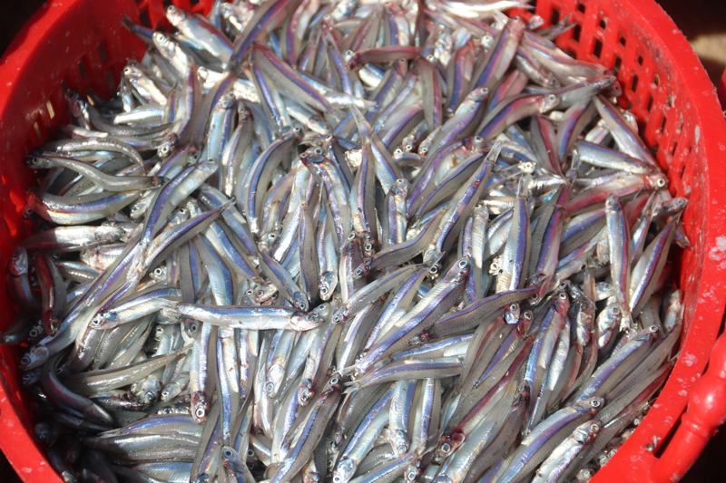 Cá Cơm tươi là nguyên liệu chính để tạo nên loại mắm Nêm đậm đà, ngon bùng vị