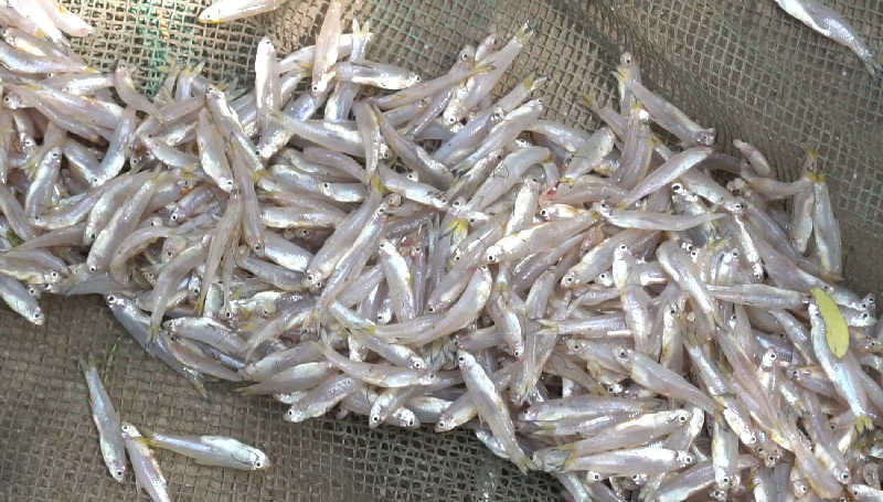 Rửa sạch cá cơm để khi muối mắm được ngon hơn, không bị lẫn tạp chất